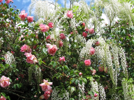 rose garden and white wisteria - roses, wisteria, nature, garden