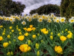 daffodils field