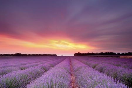 sunset over lavander field