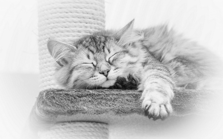 cute sleeping kitty - cats, kitty, animals, cute, sleeping