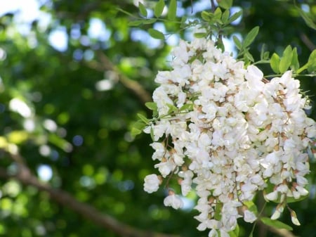 Acacia Flowers - salcamul, inflorit, gust, dulceag