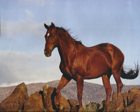 Horse - rock, sky, brown, horse