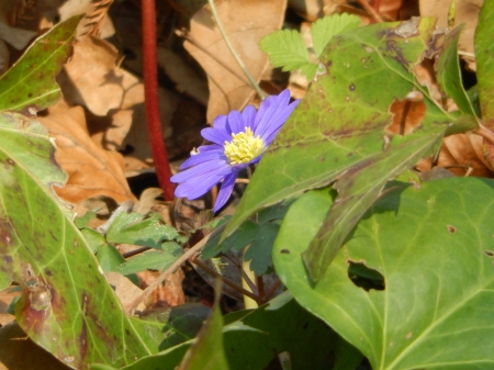 blue - flower, nature, blue, park