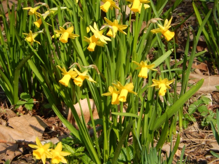 yellow - park, yellow, natrure, flower