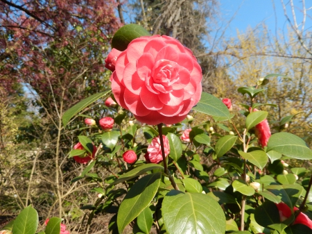 red - nature, park, flower, red