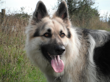 German shepherd - puppy, animals, lovely, pretty, puppys, beautiful, dog, animal, dogs, sweet, cute