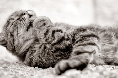 Cat - hat, pretty, cat face, beautiful, lovely, paws, cat, kitten, cute, cats, face, sleeping, animals, kitty