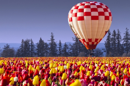 Hot air balloon over tulips field - fun, sky, air, hot, trees, colorful, tulips, field, balloon, lovely, spring, pretty, walk, beautiful, flight