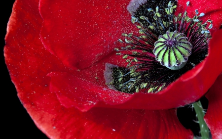 Poppy - red, flower, black, spring, poppy, macro