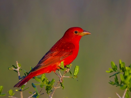 Summer tanager - bright, tanager, bird, red