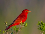 Summer tanager