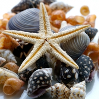 Shells and starfish