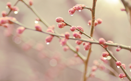 Spring - cherry blossom, pink, branch, rain, water drops, bud, spring