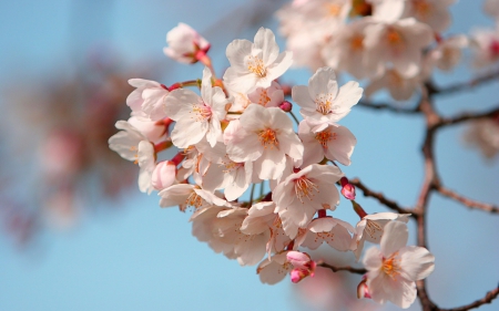 Spring - cherry blossom, pink, branch, blue, spring, flower