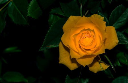 Light and Shadow - yellow, and, light, rose, shadow