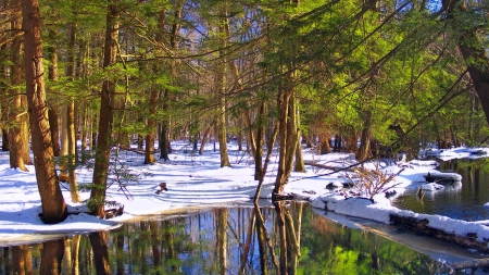 Delaware State Forest - pennsylvania, winter, trees, nature, snow, lagoons