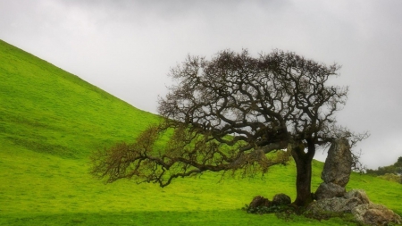 lone oak hdr - hill, hdr, grass, tree, rocks