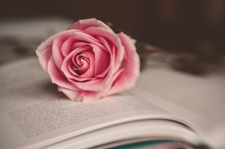 Pink Rose - flower, book, rose, pink, close-up