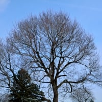 Winter Blue sky