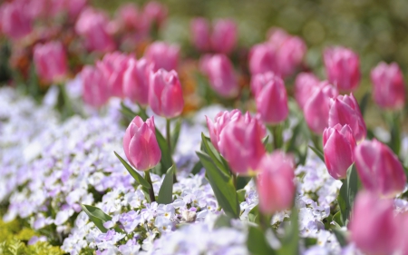 Beautiful pink tulips. - white, green, love, pink