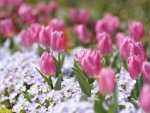 Beautiful pink tulips.