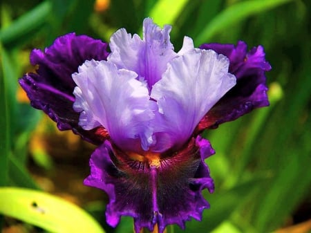 The beautiful Iris - flower, purple, iris, mauve