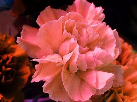 The beautiful carnation - coral, beauty, carnation, flower