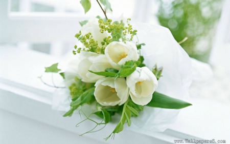 White Tulips - white, green, love, flowers