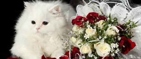 Cat and Flowers - white, love, cat, rose