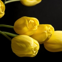 Yellow Tulips