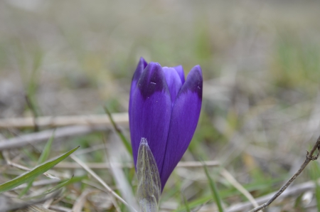 flower - nature, colour, grass, flower