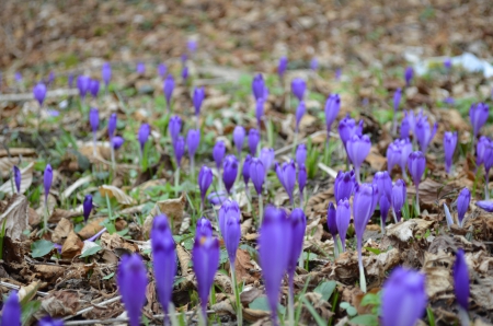 flower - earth, grass, flower, nature