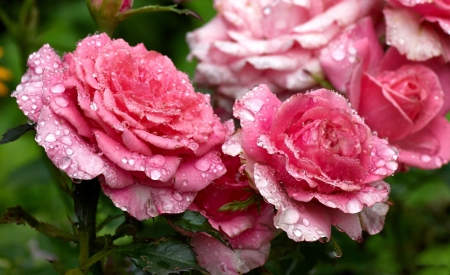 * DROPS ON PINK ROSES * - flowers, drops, roses, nature