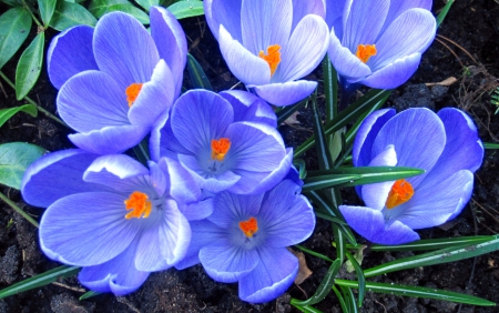 Spring - nature, blue, flowers, spring, flower