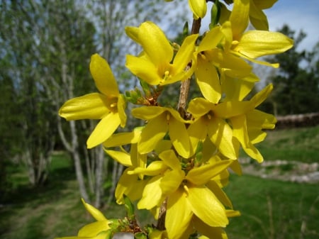 Forsythia - flowers, trees, yellow, forsythia, garden, spring, sky