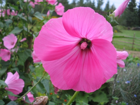 Mallow - sky, mallow, pink, green, summer, garden, flower