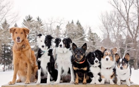 Dogs gang - animal, pretty, cute, animals, beautiful, sweet, puppy, puppys, dogs, lovely, dog