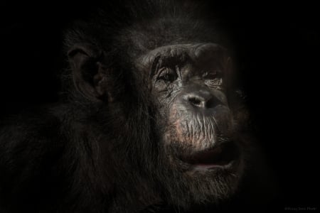 98.8% - Sacramento Zoo, HSS, portrait, zoo, Canon, Lightroom 5, Flash, primate, chimpanzee, Tamron