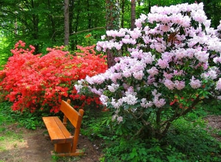 Park in spring - pretty, alley, rhododendrons, spring, forest, walk, flowers, garden, bench, greenery, trees, beautiful, lovely, freshness, rest, nature, park