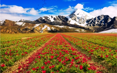 Mountain Flower Fields - fields, sky, landscape, clouds, flower