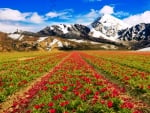 Mountain Flower Fields