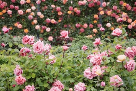 pink rose garden - flowers, garden, spring, pink roses