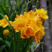 yellow fresias