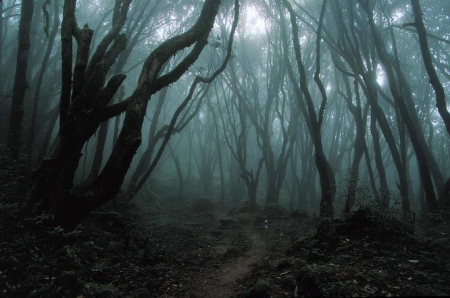 foggy woods - anime, zexon, gothic, bvb