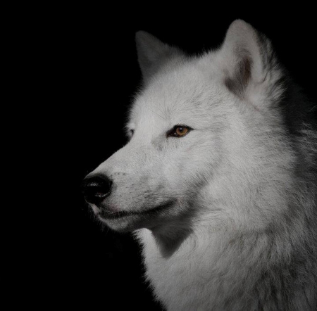 Arctic Wolf - wolf, white, nature, animals, arctic