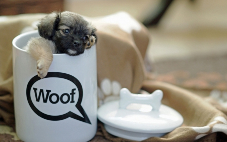 Woof! - white, funny, bone, cute, puppy, cup, milk, dog