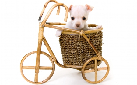 Puppy - white, bike, dog, pupy, basket, cute