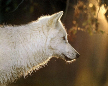 Staring Wolf - wolf, white, nature, animals, staring