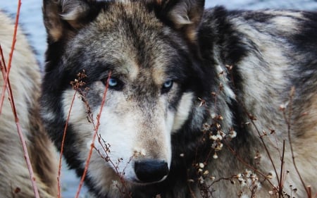 Wolf - wolf, animal, eyes, blue