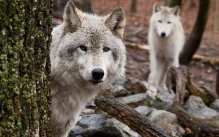 Wolves - wolf, forest, animal, couple